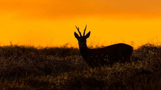 CORZO PÁRAMOS CASTILLA