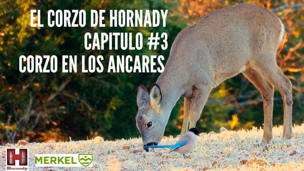 El-corzo-de-Hornady-3