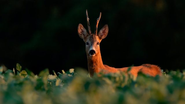 RECECHANDO-CORZOS-JUNIO