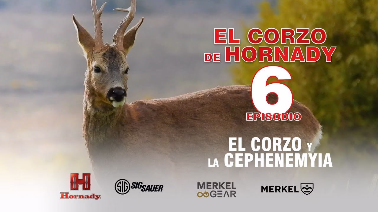 CORZO HORNADY 6