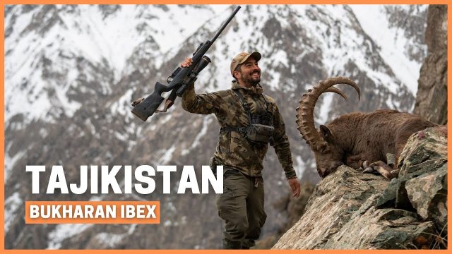 Ibex Bukharan en Tayikistán
