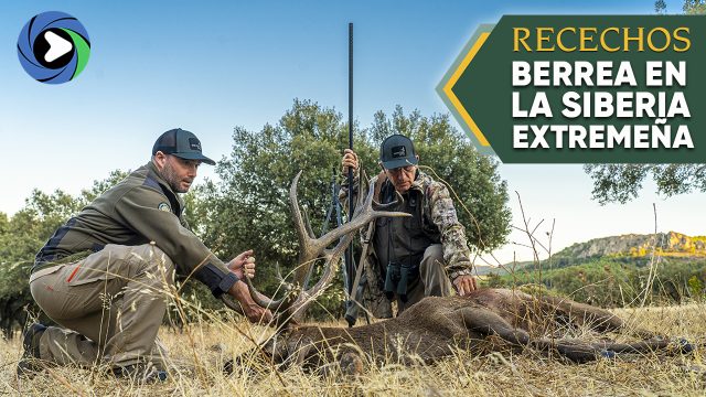 Recechos | Berrea en La Siberia extremeña