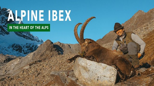 Rececho de íbex alpino