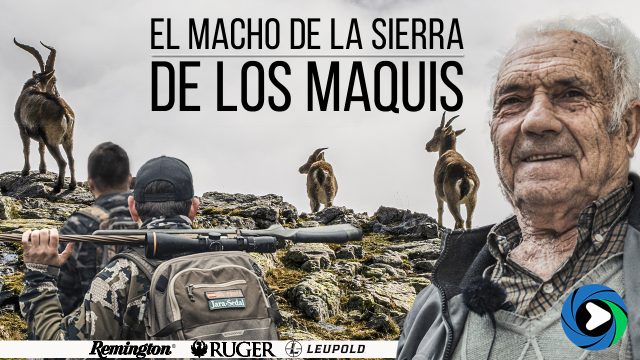 El macho de la sierra de los maquis