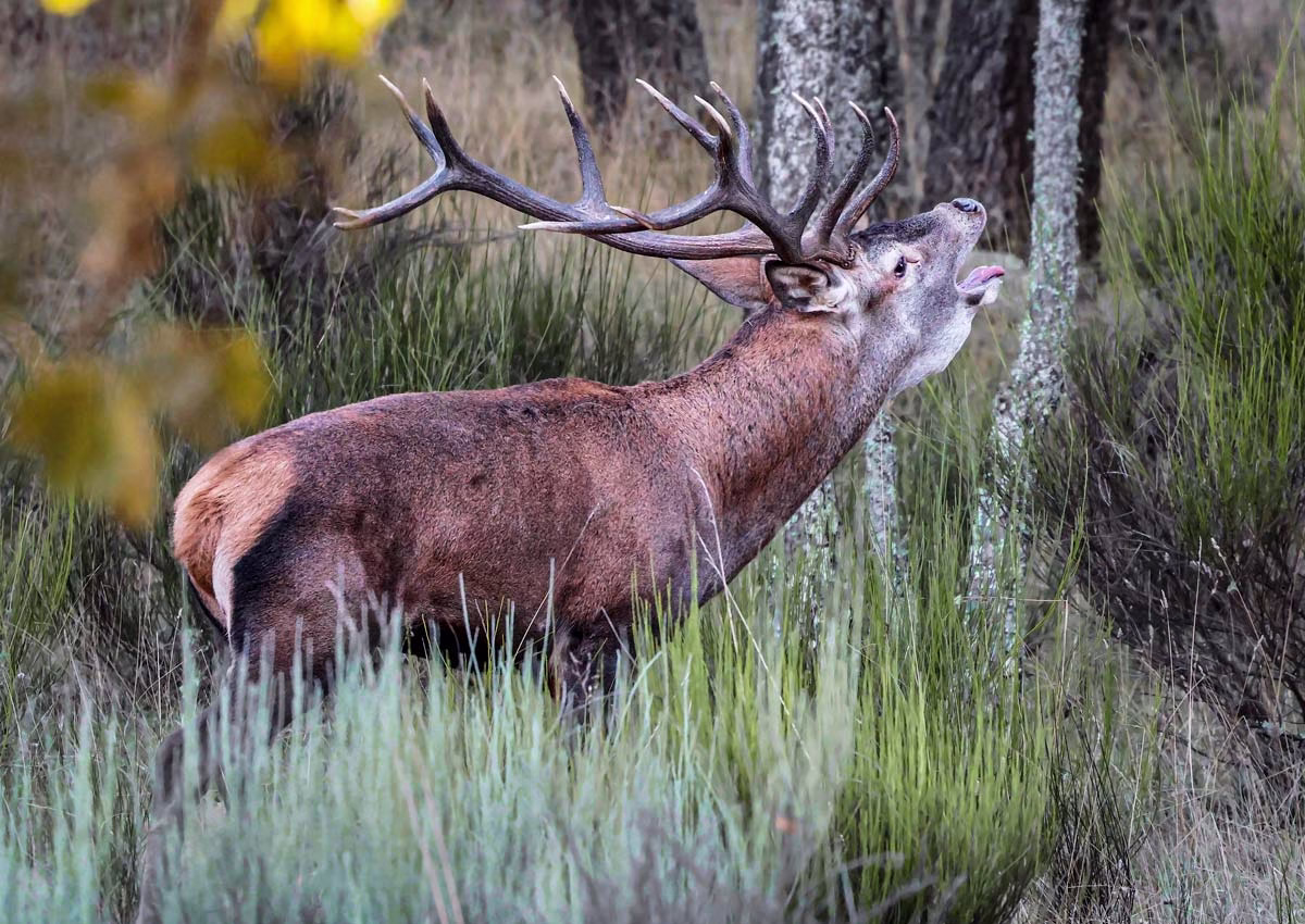Venado en plena berrea.