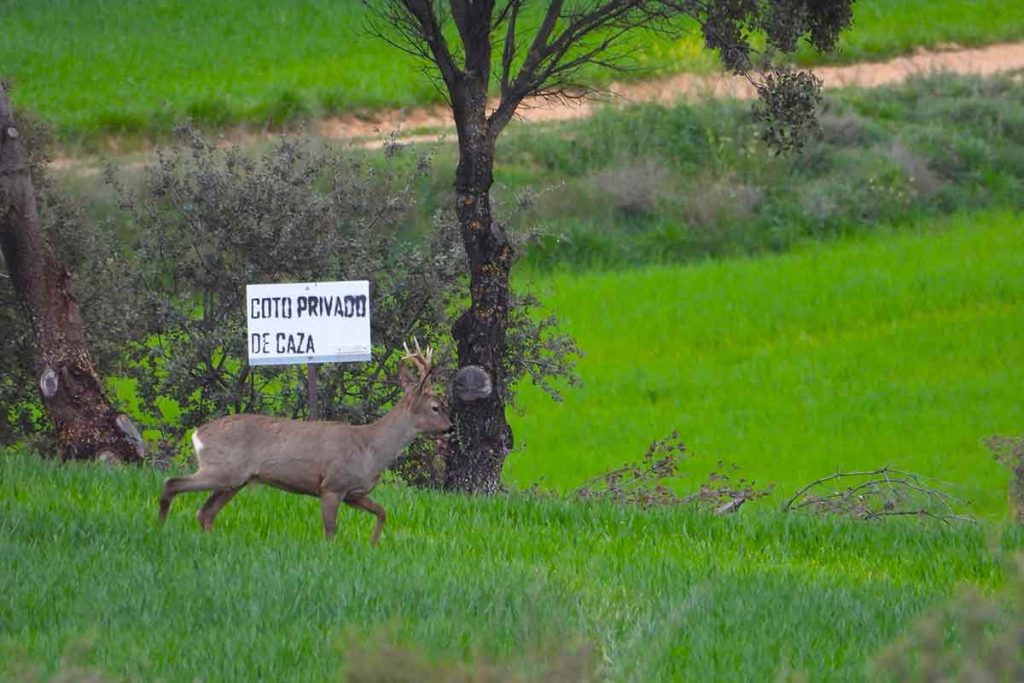 Un corzo pasando por delante de la chapa de un coto de caza