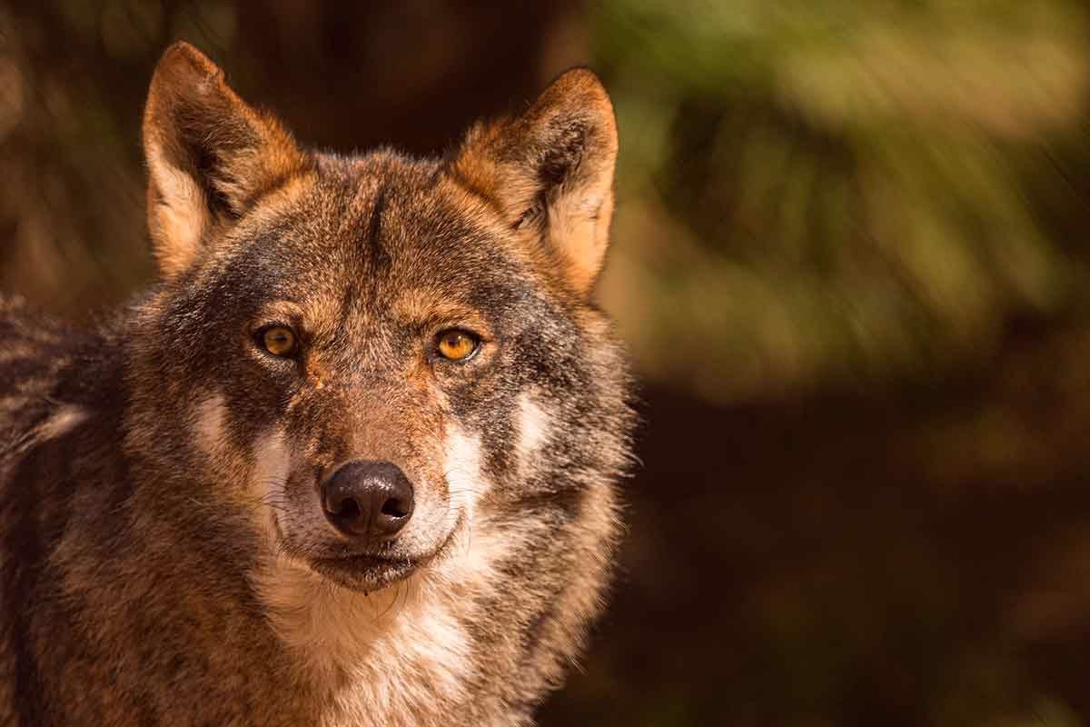 Lobo ibérico.