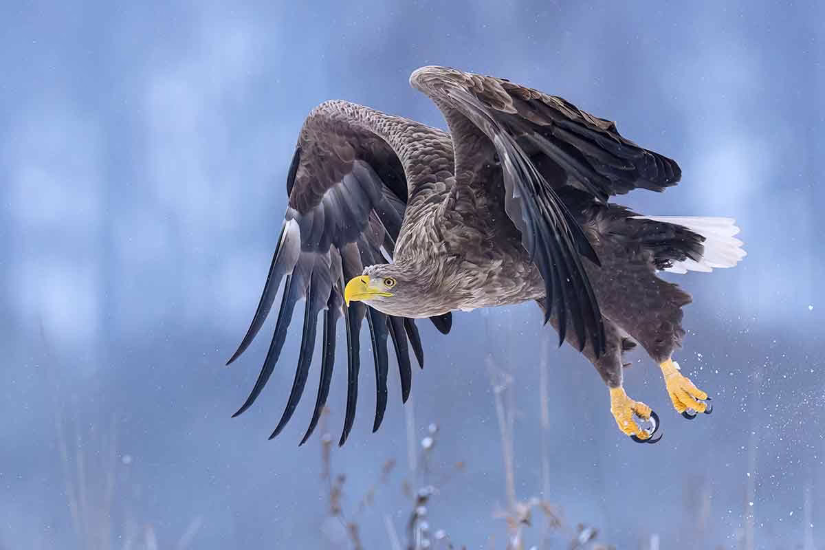 Pigargo europeo.