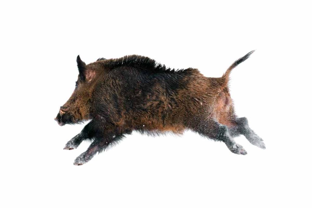 Un jabalí corriendo durante una batida