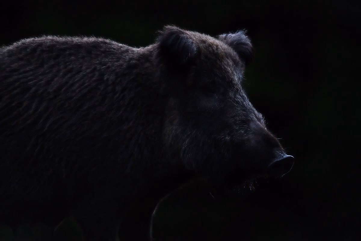 Un jabalí en la noche