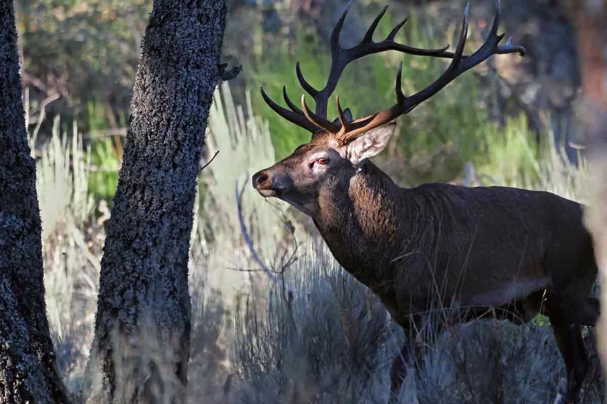 Un venado.