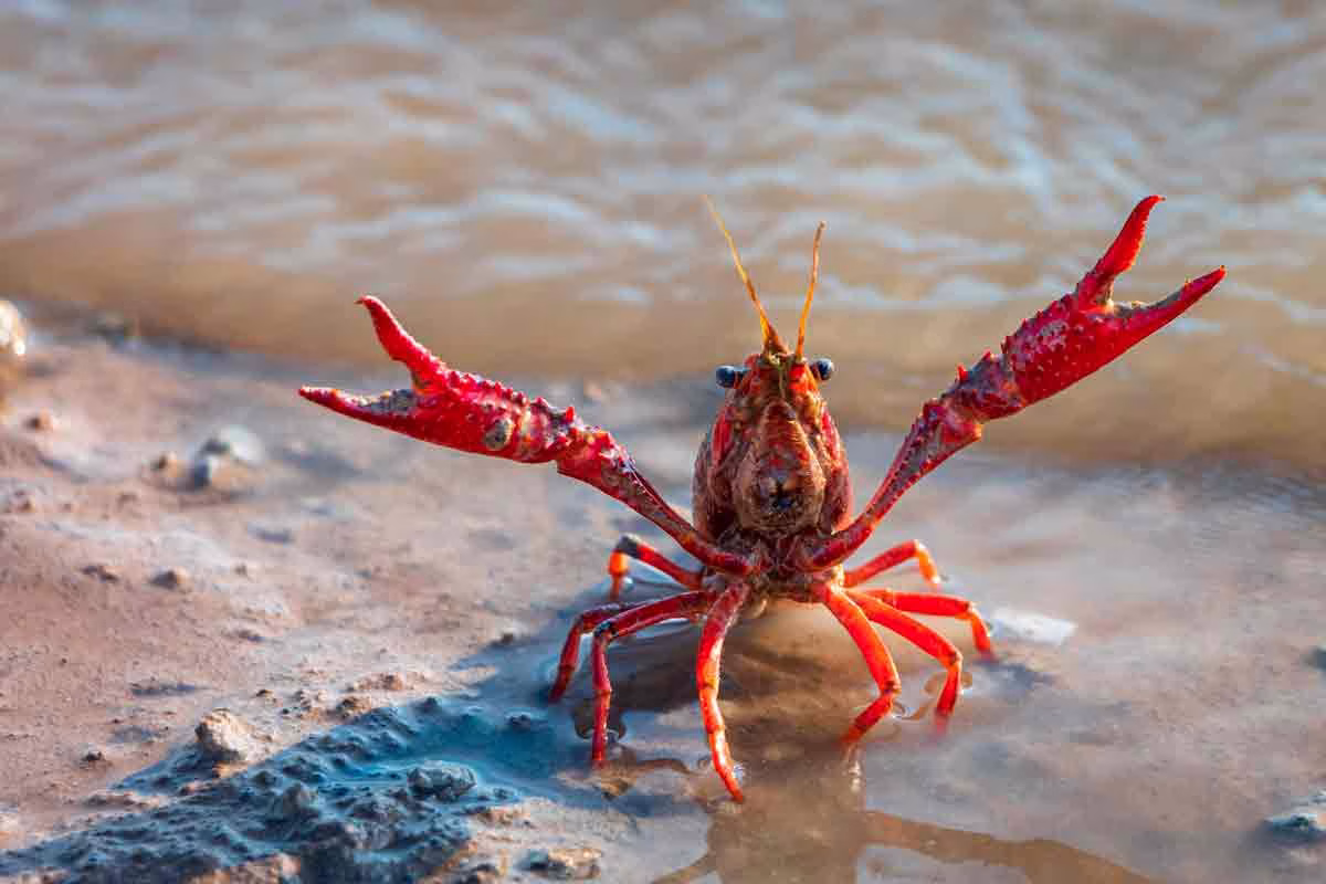 Cangrejo de río americano.