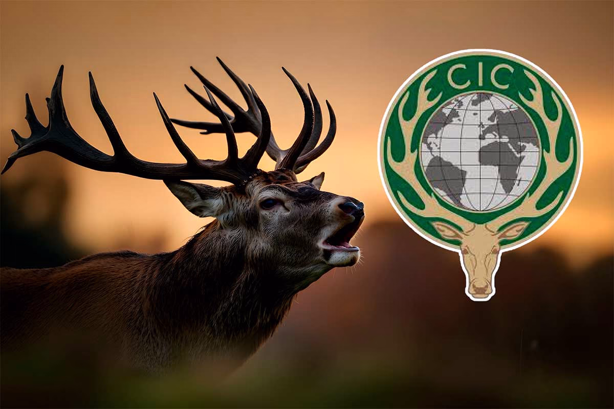 CIC