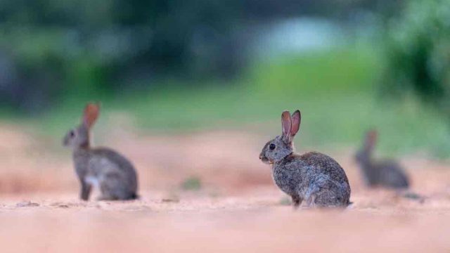 Conejos y liebres transmiten la leishmaniosis que ataca a humanos y perros: así lo confirma un estudio español