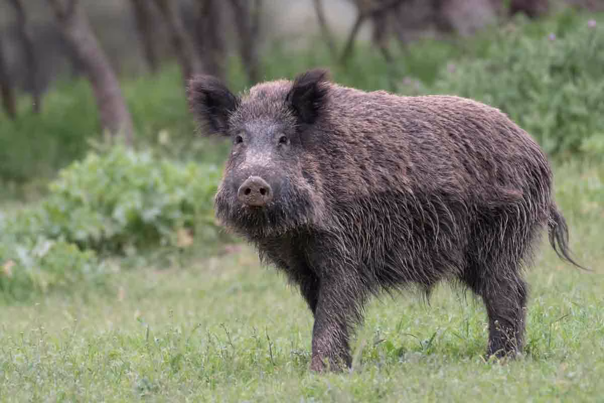 La FAMP y la Federación Andaluza de Caza exploran nuevas vías de colaboración para mejorar la gestión de la fauna silvestre