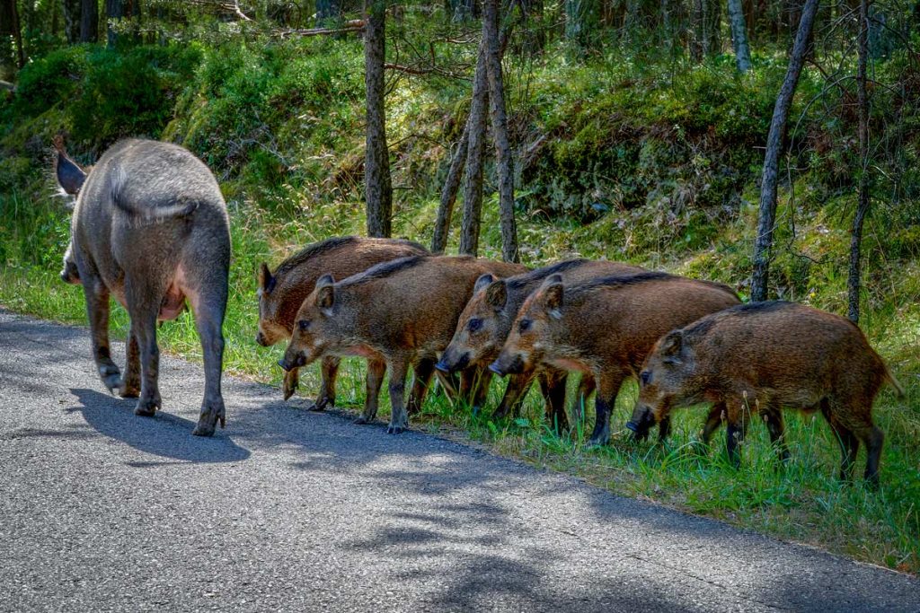 Piara de jabalíes en una carretera.