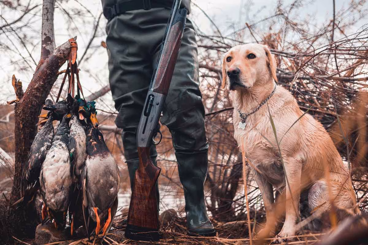 Perro de caza