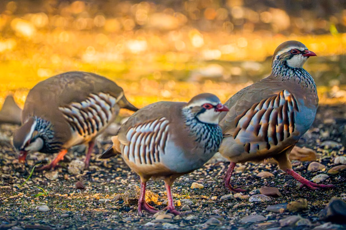 Tres perdices. © Shutterstock