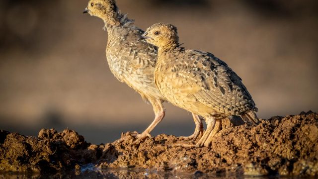 Dos pollos de Perdiz roja.