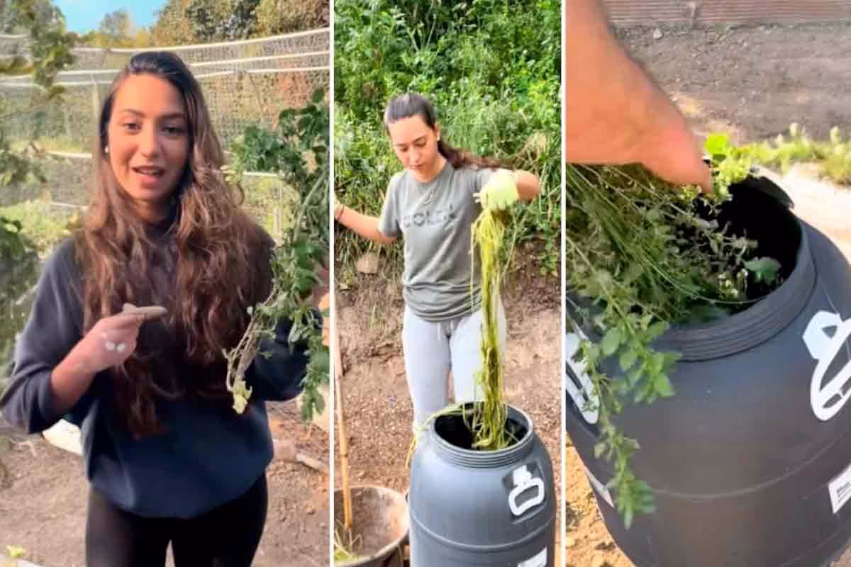 Este purín casero a base de ortigas arrasa en redes: fertilizante, fungicida e insecticida con una sola receta natural