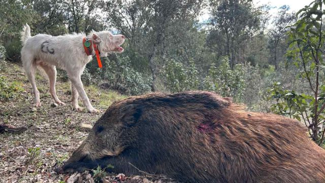 Un perro de rehala.