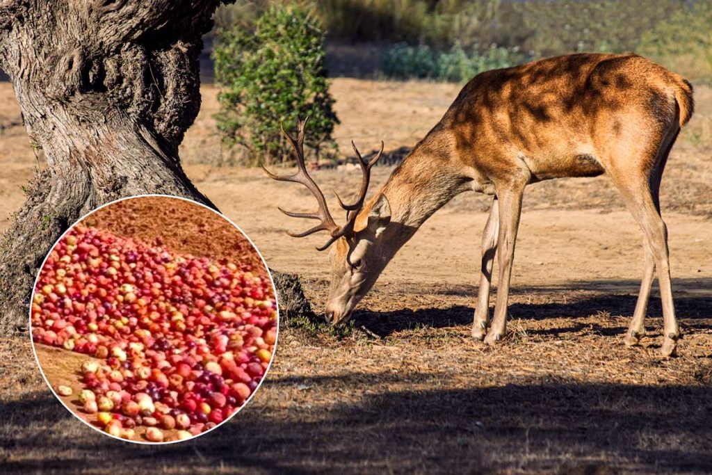 Un ciervo ibérico comiendo.