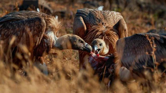 Buitre leonado.