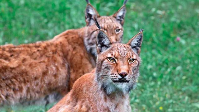 Lince boreal.