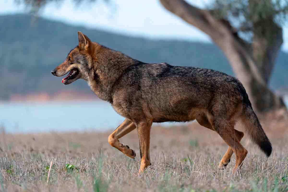 Un ejemplar de lobo ibérico.