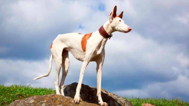 PODENCO-IBICENCO