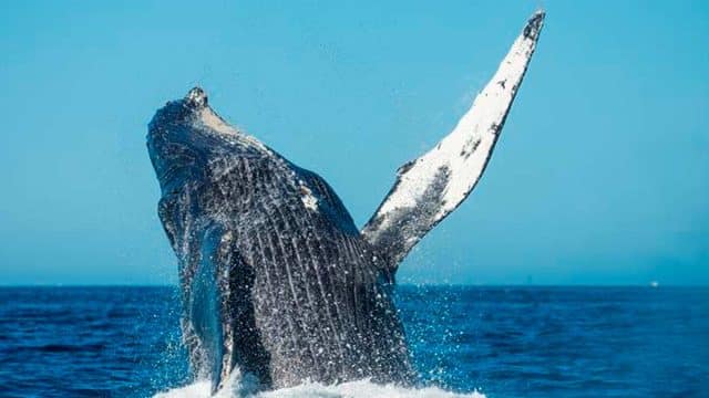 Ballena.