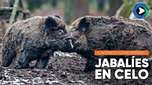 JABALÍES EN CELO | Pixfra SIRIUS S635