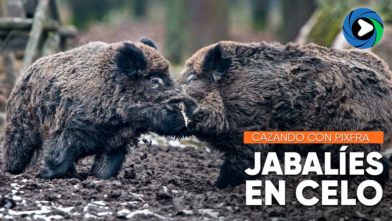 JABALÍES EN CELO | Pixfra SIRIUS S635