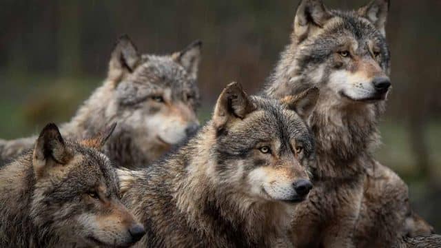 Lobo gris europeo