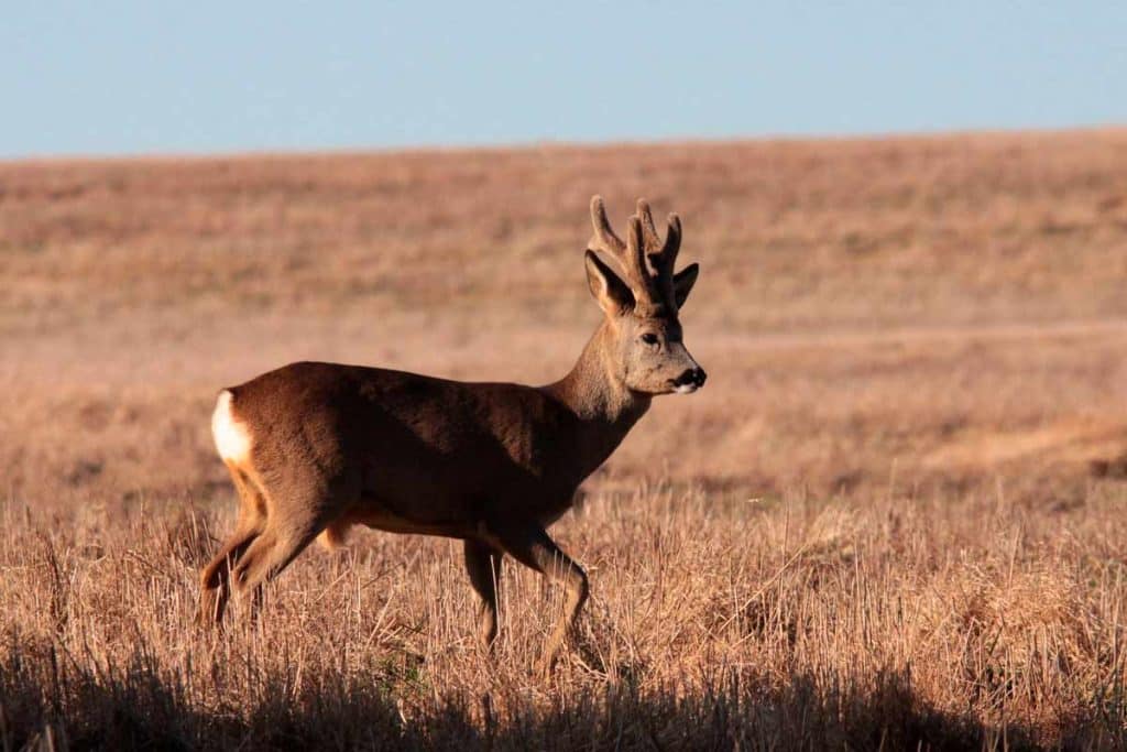 Un corzo con su trofeo con borra.